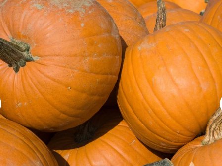 80 Seeds Vegetable Connecticut Field Pumpkin Seeds Jack-O-Lantern Pumpkin Pie Pumpkin For Garden
