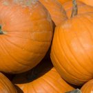 80 Seeds Vegetable Connecticut Field Pumpkin Seeds Jack-O-Lantern Pumpkin Pie Pumpkin For Garden
