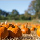 Pumpkin Seeds Jack-O-Lantern Pumpkin Pie Pumpkin 160 Seeds Vegetable Connecticut Field For Garden