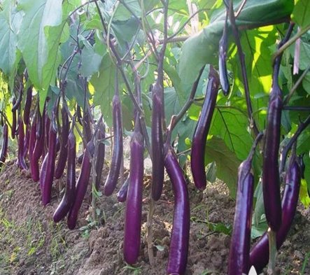 40 Seeds Vegetable Long Purple Eggplant For Garden