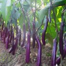 40 Seeds Vegetable Long Purple Eggplant For Garden