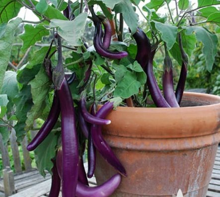 160 Seeds Vegetable Long Purple Eggplant For Garden