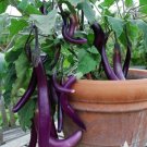160 Seeds Vegetable Long Purple Eggplant For Garden