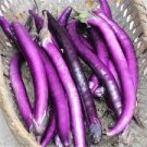 Eggplant For Garden 320 Seeds Vegetable Long Purple