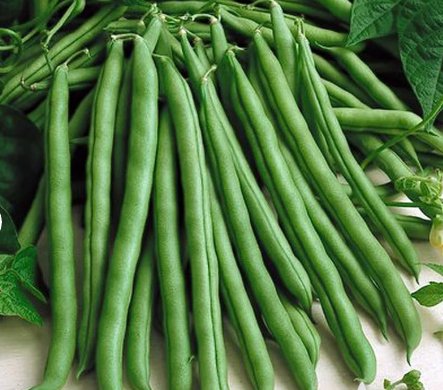 50 Seeds Blue Lake Pole Bean Vegetable For Garden