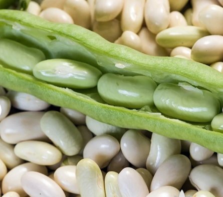 Pole Bean Vegetable 100 Seeds Blue Lake For Garden