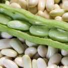 Pole Bean Vegetable 100 Seeds Blue Lake For Garden