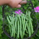 Vegetable 400 Seeds Blue Lake For Garden Pole Bean