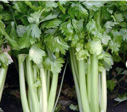 Vegetable 500 Seeds Tall Utah Celery For Garden