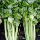 Vegetable 500 Seeds Tall Utah Celery For Garden