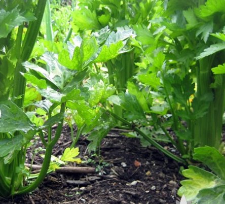 Tall Utah Celery Vegetable 1000 Seeds For Garden