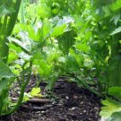 Tall Utah Celery Vegetable 1000 Seeds For Garden