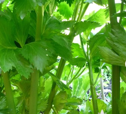 Vegetable 2000 Seeds Tall Utah Celery For Garden