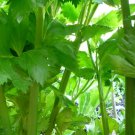 Vegetable 2000 Seeds Tall Utah Celery For Garden