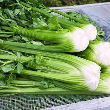 Tall Utah Celery Vegetable 4000 Seeds For Garden