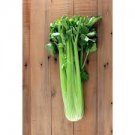 8000 Seeds Tall Utah Celery Vegetable For Garden