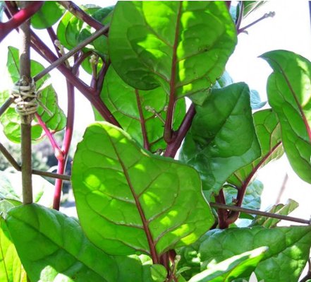 75 Seeds Malabar Red Stem Spinach Vegetable For Garden