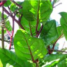 75 Seeds Malabar Red Stem Spinach Vegetable For Garden