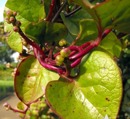 Malabar Red Stem Spinach Vegetable 300 Seeds For Garden