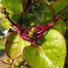 Malabar Red Stem Spinach Vegetable 300 Seeds For Garden