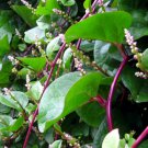 Vegetable 150 Seeds Malabar Red Stem Spinach For Garden