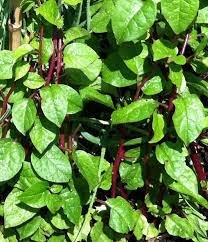 Malabar Red Stem Spinach Vegetable 600 Seeds For Garden