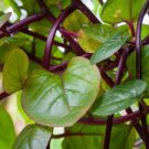 Spinach Vegetable 1200 Seeds Malabar Red Stem For Garden