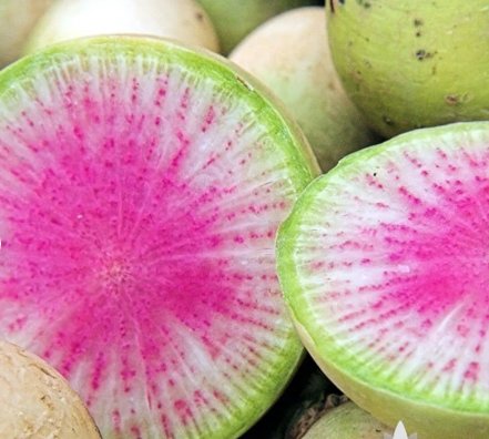 Watermelon Radish Vegetable 75 Seeds For Garden