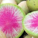 Watermelon Radish Vegetable 75 Seeds For Garden