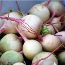 Vegetable 150 Seeds Watermelon Radish For Garden