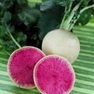Watermelon Radish Vegetable 1200 Seeds For Garden