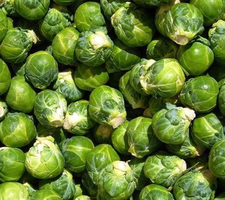 Catskill Brussels Sprout Vegetable 150 Seeds For Garden