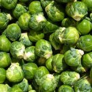 Catskill Brussels Sprout Vegetable 150 Seeds For Garden