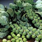 Vegetable 300 Seeds Catskill Brussels Sprout For Garden