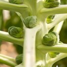 Brussels Sprout Vegetable 300 Seeds Catskill For Garden