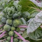 600 Seeds Catskill Brussels Sprout Vegetable For Garden