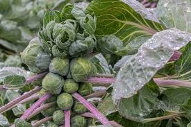 600 Seeds Catskill Brussels Sprout Vegetable For Garden