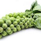 Sprout Vegetable 1200 Seeds Catskill Brussels For Garden