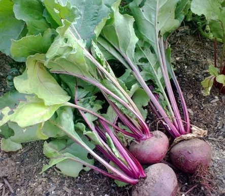300 Seeds Sprout Vegetable Detroit Dark Red Beet For Garden