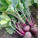 300 Seeds Sprout Vegetable Detroit Dark Red Beet For Garden