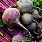 Detroit Dark Red Beet 600 Seeds Sprout Vegetable For Garden