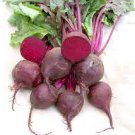 Beet 1200 Seeds Sprout Detroit Dark Red Vegetable For Garden