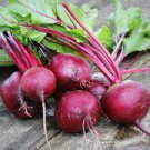 Detroit Dark Red Vegetable  Beet 2400 Seeds Sprout For Garden