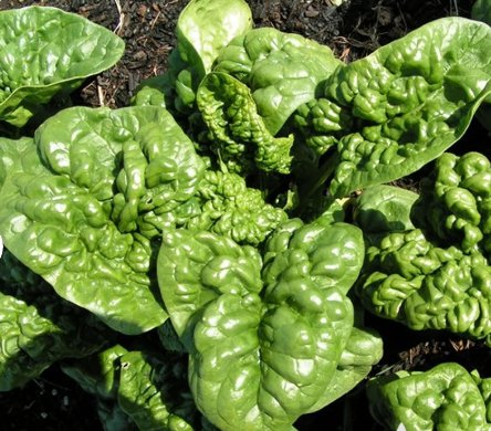 Vegetable 150 Seeds Bloomsdale Spinach For Garden