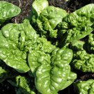 Vegetable 150 Seeds Bloomsdale Spinach For Garden