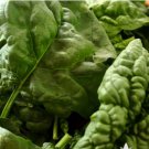 Bloomsdale Spinach Vegetable 300 Seeds For Garden