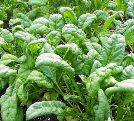 Vegetable 600 Seeds Bloomsdale Spinach For Garden