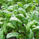 Vegetable 600 Seeds Bloomsdale Spinach For Garden