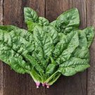 Bloomsdale Spinach Vegetable 1200 Seeds For Garden