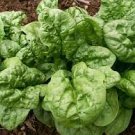 400 Seeds Bloomsdale Spinach Vegetable 2For Garden